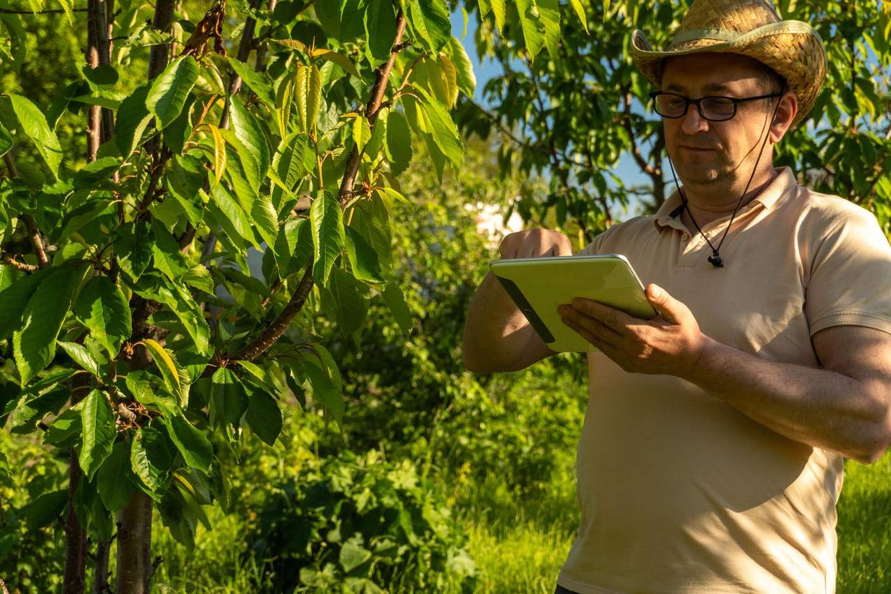 Encargado revisando la operación en la app, de pie en un huerto de cerezos con luz de atardecer